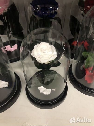Роза в колбе купить оптом