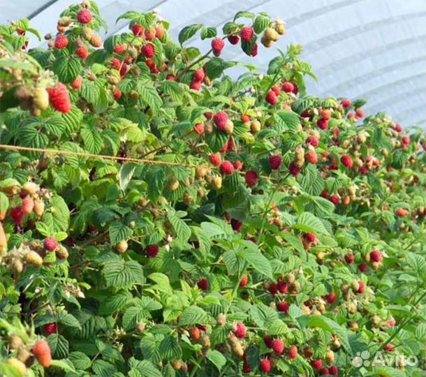 Кусты Малины ремонтантной