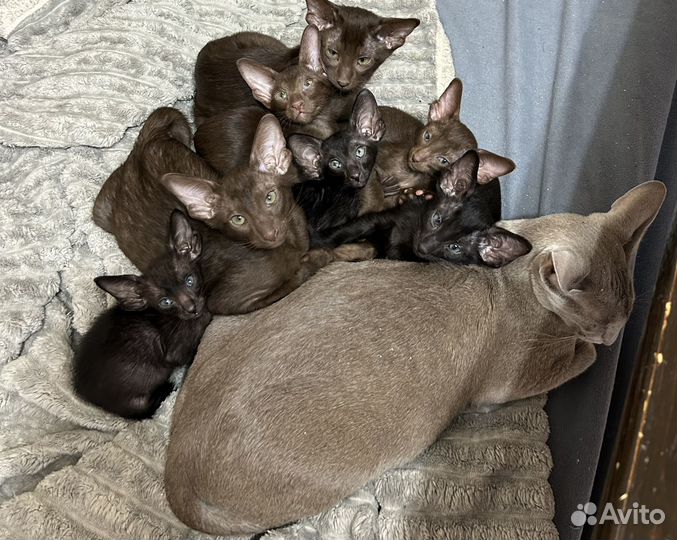 Ориентальные котятя