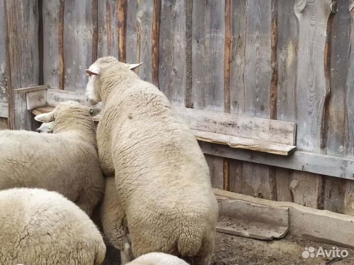 Бараны ташлинские