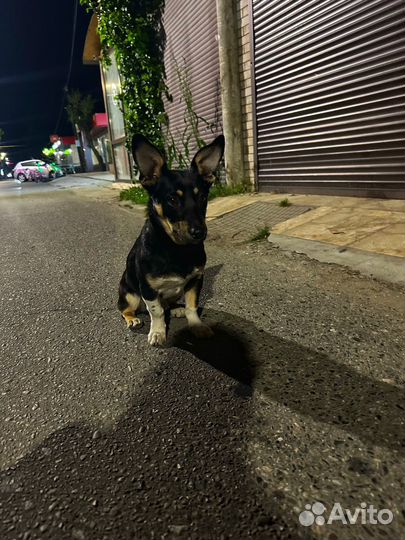 Метис пинчера