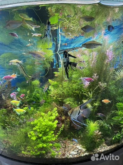 Аквариумные растения прополка