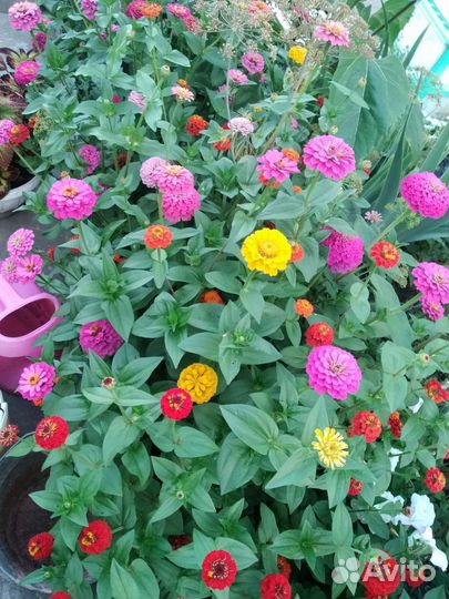 Семена цветов сразу в грунт