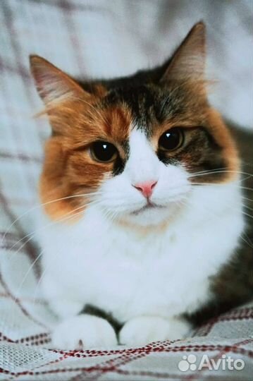 Красавица Эффи