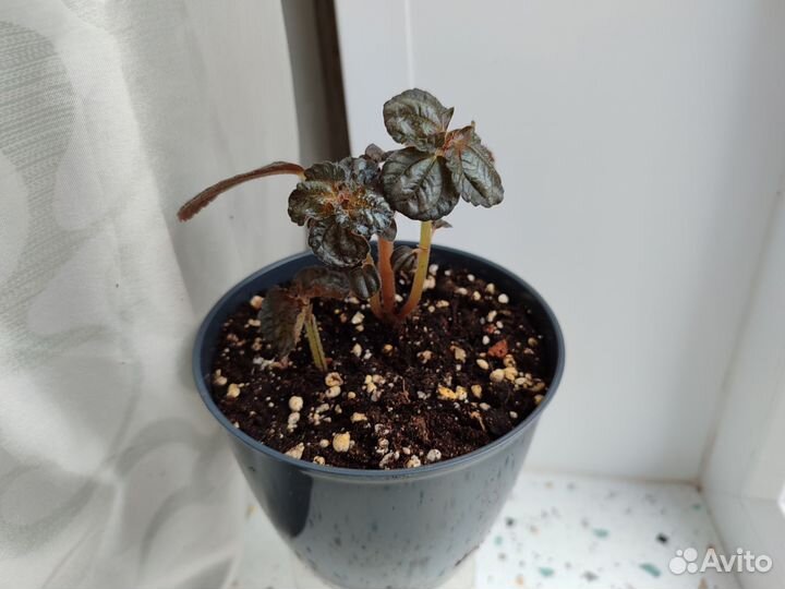 Комнатные растения