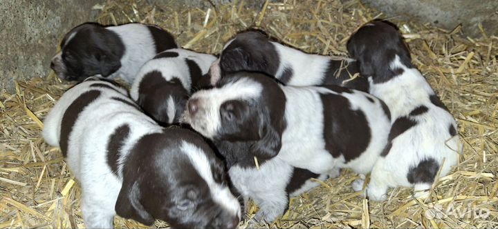 Собаки щенки