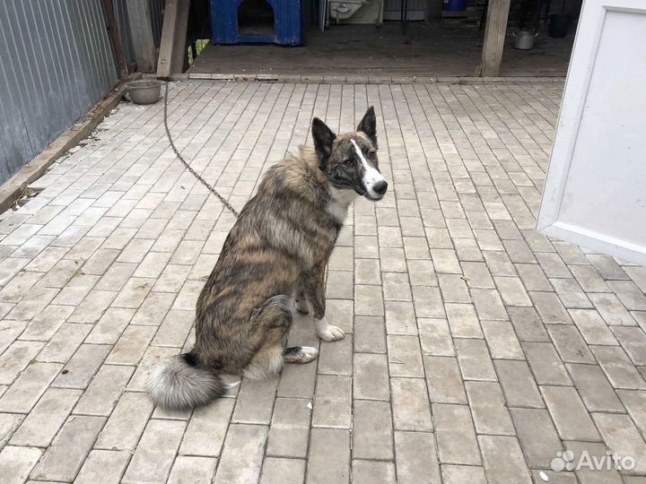 Красотка Элли