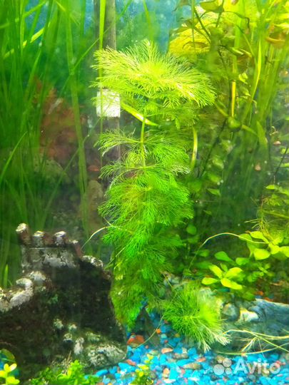 Украшения для аквариума