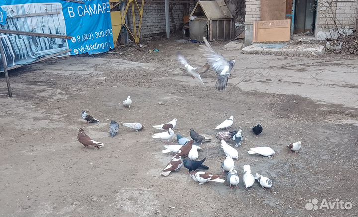 Голуби домашние
