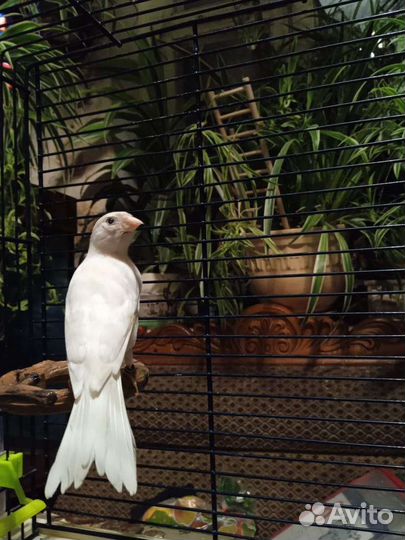 Канарейки с клеткой