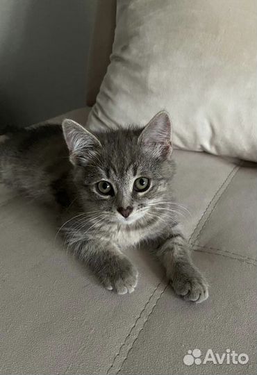 Котенок-мальчик