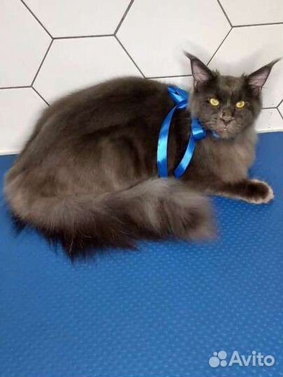 Стрижка кошек и собак