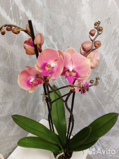 Цветущая орхидея Фелиция