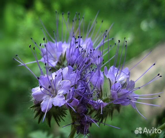 Семена фацелии