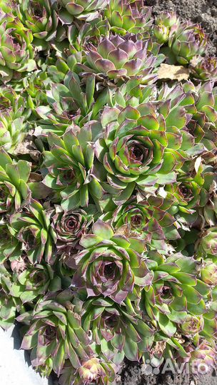 Садовые растения и цветы