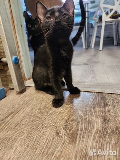 Британские котята