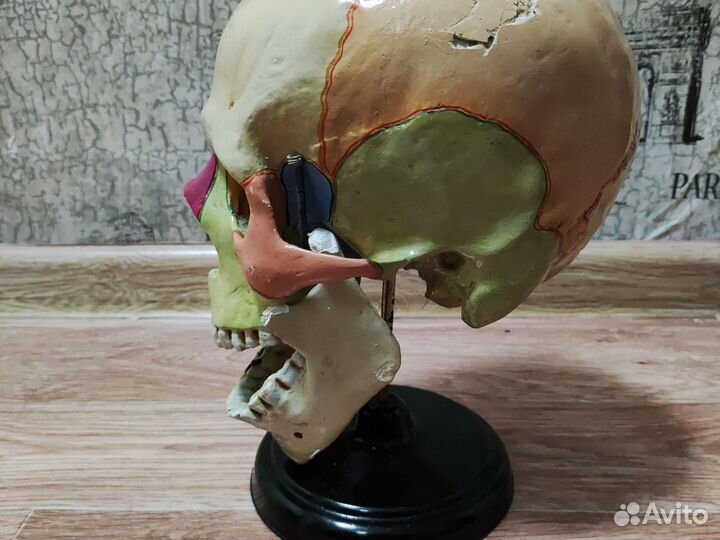 Макет черепа