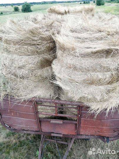 Продам сено в рулонах