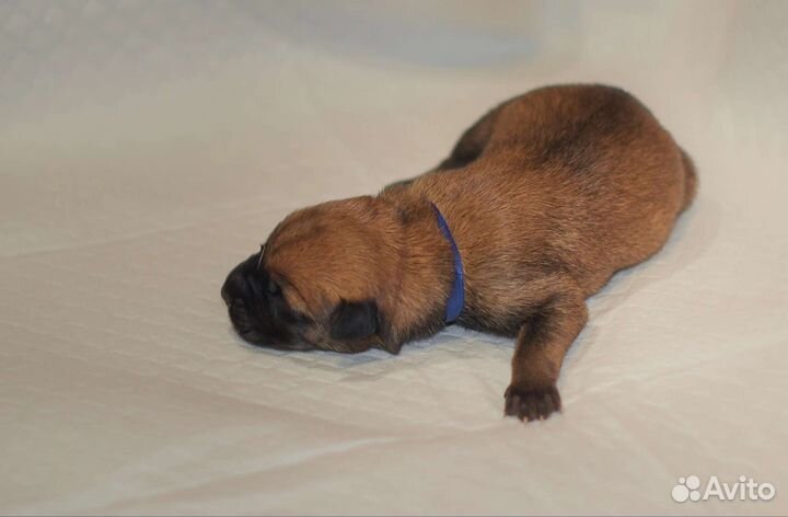 Бельгийская овчарка малинуа щенки