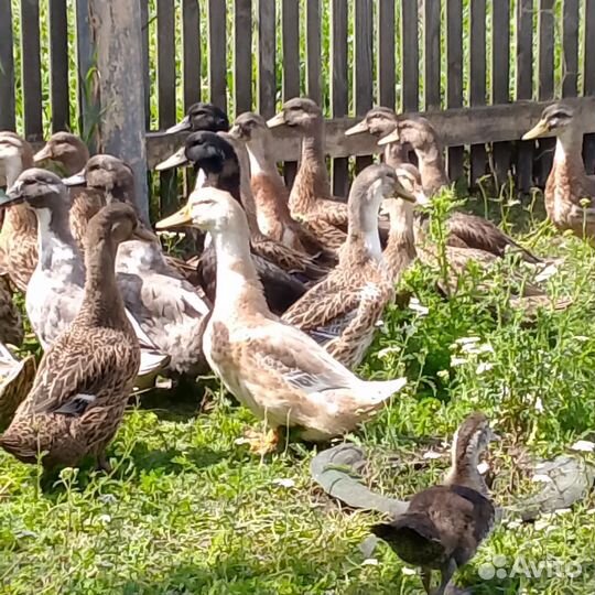 Утки домашние