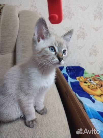 Кошка в дар бесплатно