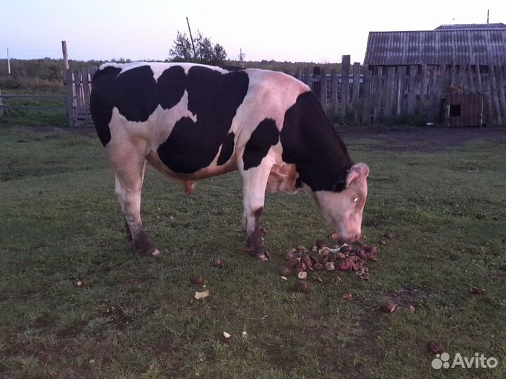 Продам быка