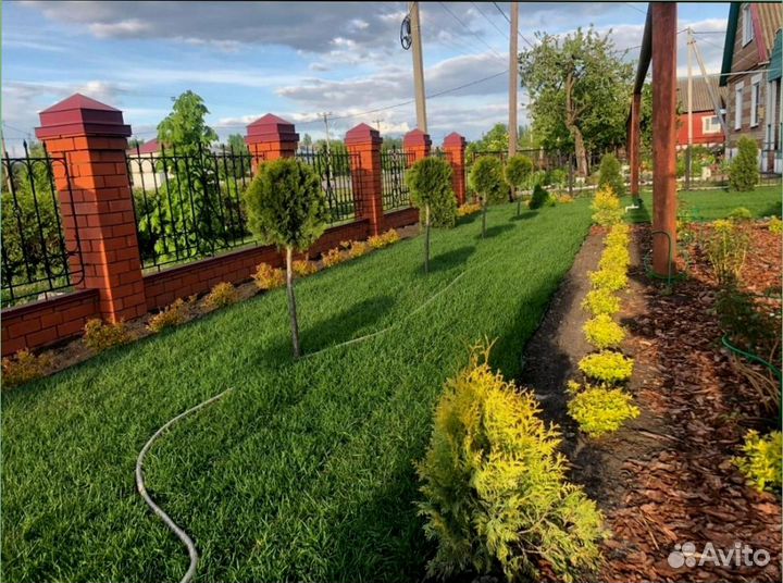 Газонная трава