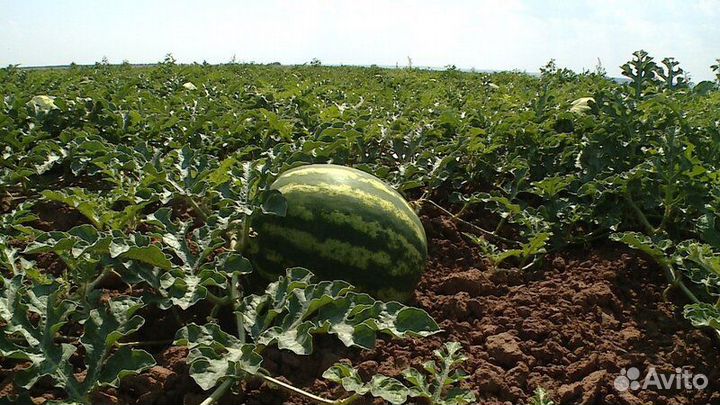 Арбуз, дыня в розницу