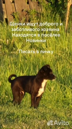 Собака в добрые руки щенок