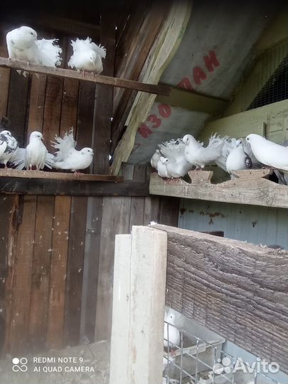 Голуби павлины