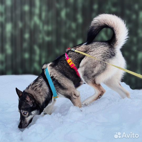 Н образная шлейка для собак + благотворительность