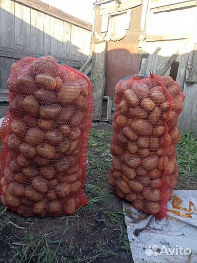 Продам картофель