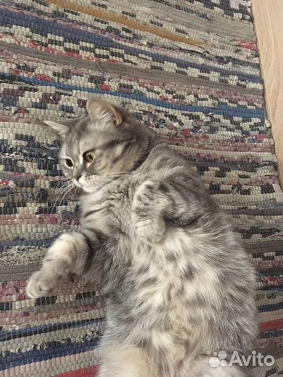 Британская