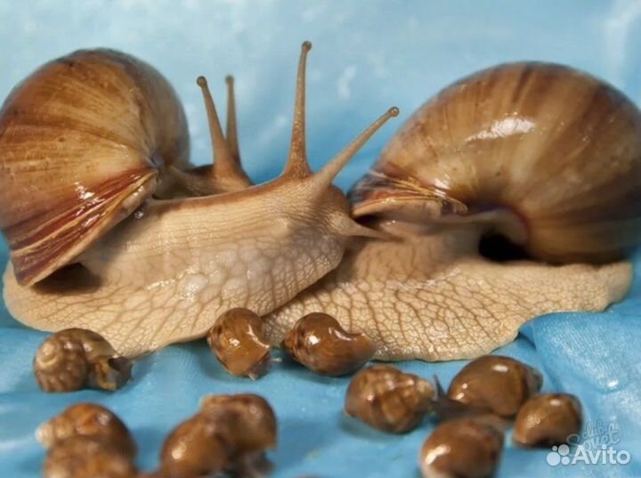 Улитки ахатины