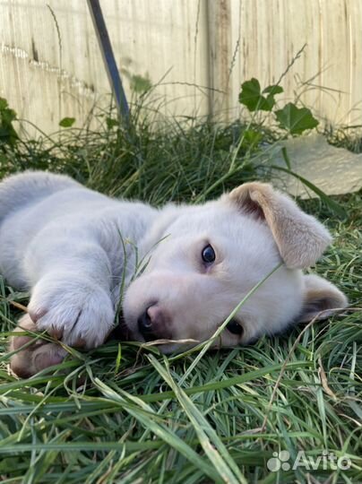 Щенок в добрые руки