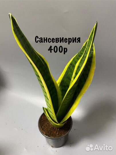 Сансевиерия