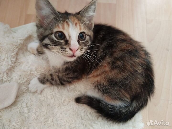 Трехцветный котенок в добрые руки