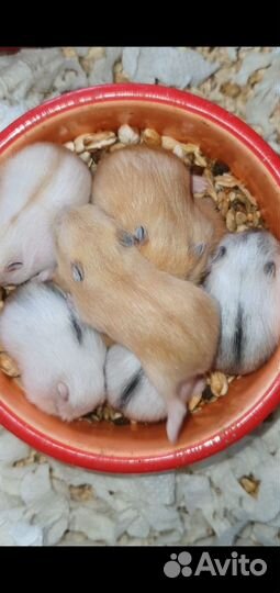 Мандариновый джунгарский хомяк