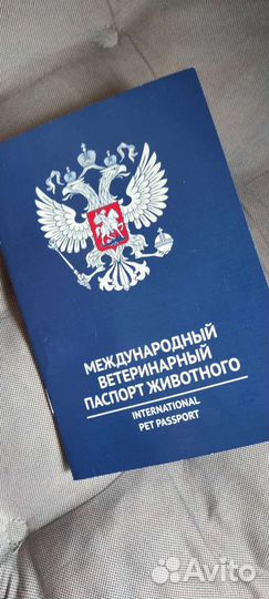 Миттельшнауцер