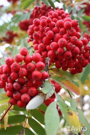 Саженцы рябины