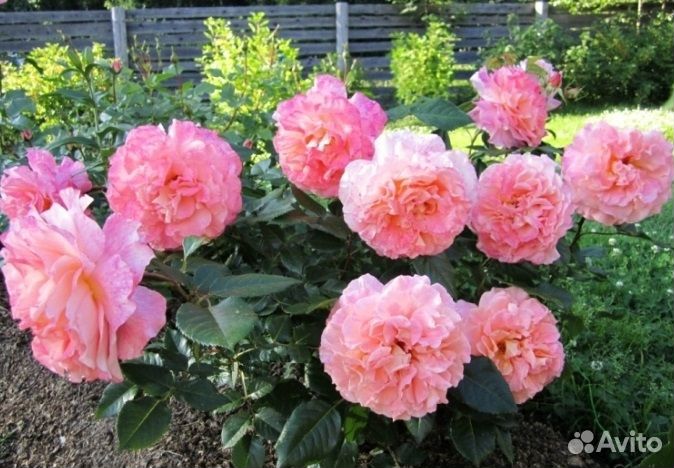 Роза чайно-гибридная 