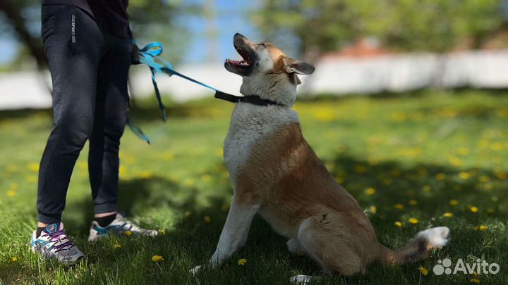 Умный Граф томится в приюте