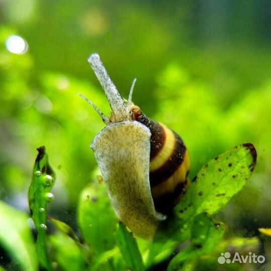 Улитка хелена