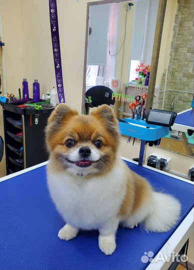 Зоосалон, грумер, стрижка кошек и собак, груминг