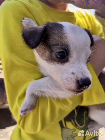 Собаки бесплатно в добрые руки щенки