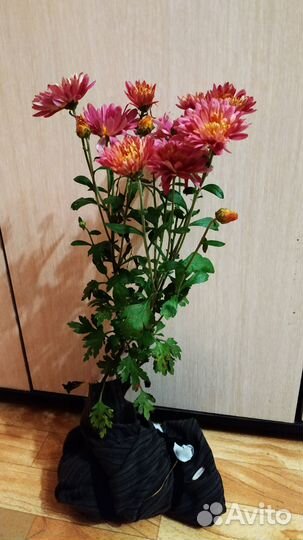 Розовая корейская хризантема