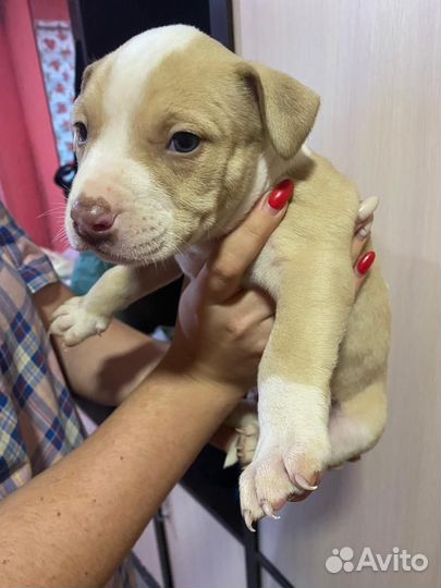 Щенки питбуля Red Nose