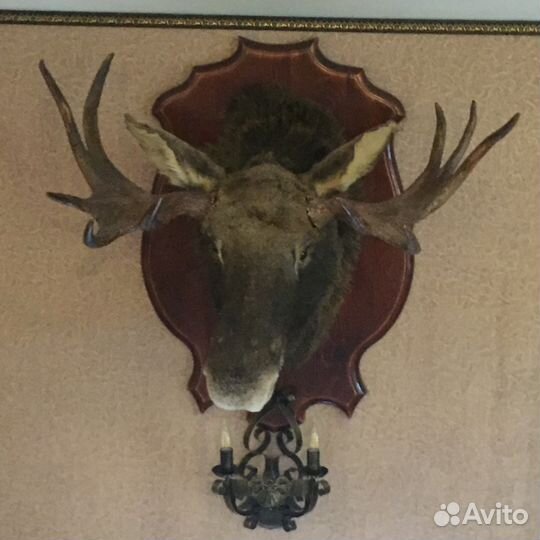 Голова Лося (чучело)