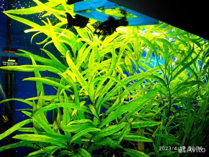 Аквариумные растения