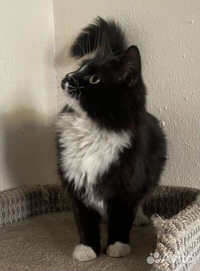 Кот Маркиз